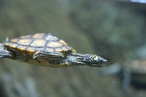 Yellow-blotched Map Turtle
