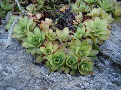 Crassula orbicularis