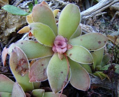 Crassula orbicularis