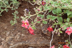 Jamesbrittenia breviflora