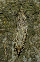Diurnea fagella