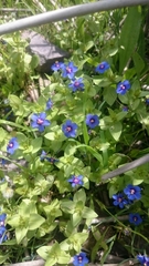 Anagallis