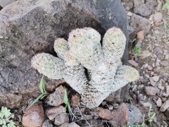 Escobaria chihuahuensis