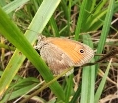 Coenonympha pamphilus