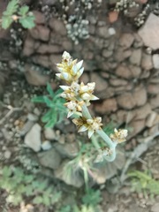 Froelichia arizonica