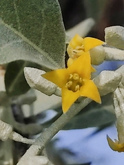 Elaeagnus angustifolia