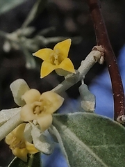 Elaeagnus angustifolia