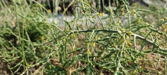 Asparagus prostratus
