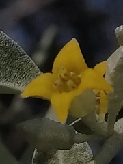 Elaeagnus angustifolia