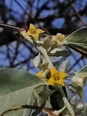 Elaeagnus angustifolia