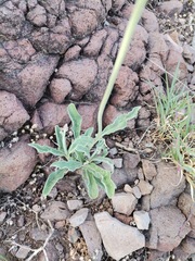 Froelichia arizonica