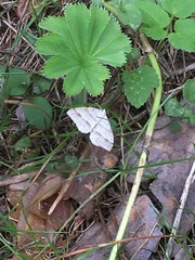 Perizoma parallelolineatum