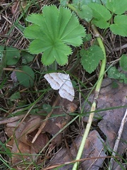 Perizoma parallelolineatum