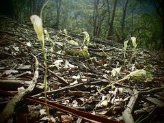 Pterostylis revoluta