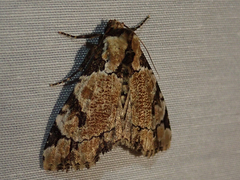 Stibaera thyatiroides