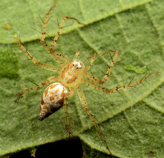 Oxyopes longispinosus