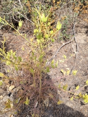 Cordylanthus rigidus rigidus