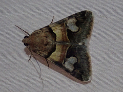 Drasteria pallescens