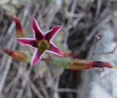 Adromischus caryophyllaceus