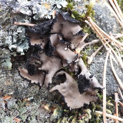 Umbilicaria polyrrhiza