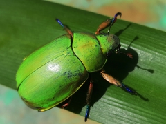 Chrysina macropus