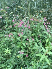 Impatiens glandulifera