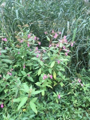 Impatiens glandulifera