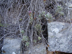 Adromischus caryophyllaceus