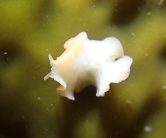 Eurylepta aurantiaca