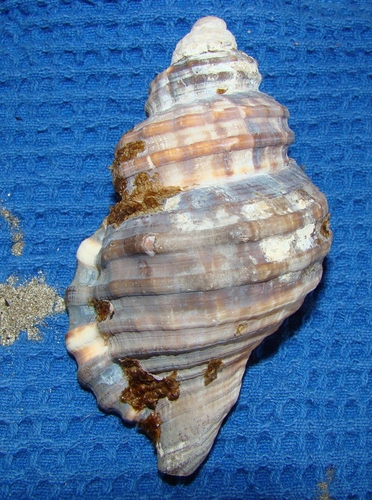 Monoplex parthenopeus
