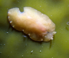 Eurylepta aurantiaca