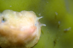 Eurylepta aurantiaca