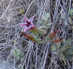 Adromischus caryophyllaceus