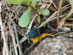 Microschatia rockefelleri