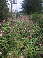 Impatiens glandulifera