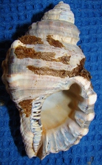 Monoplex parthenopeus