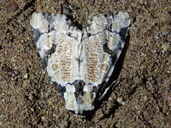 Stibaera thyatiroides