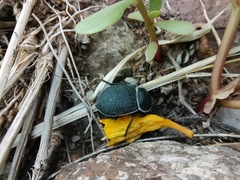 Microschatia rockefelleri