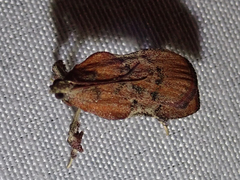 Galasa nigripunctalis