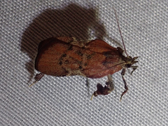 Galasa nigripunctalis