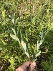 Salix pedicellaris