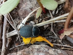 Microschatia rockefelleri