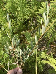 Salix pedicellaris