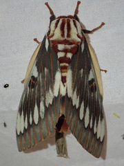Citheronia splendens