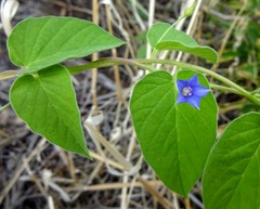 Jacquemontia evolvuloides