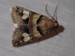 Drasteria pallescens