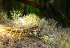 Black-Throated Triplefin photo 3