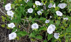 Jacquemontia pringlei