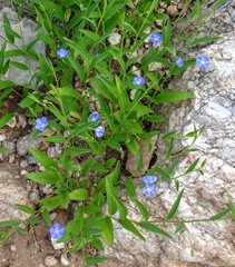 Evolvulus arizonicus