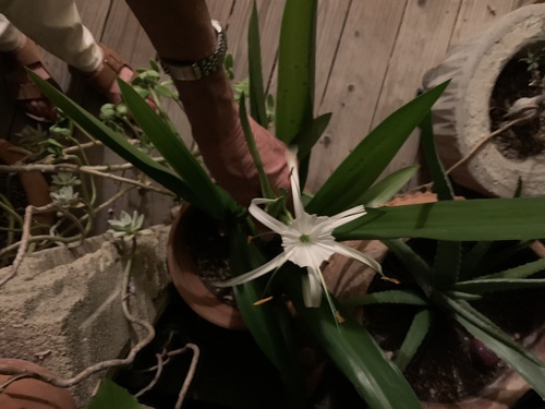 photo of Spider Lily (Hymenocallis)